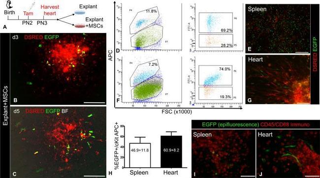 CD117 (c-Kit) Antibody in Flow Cytometry (Flow)