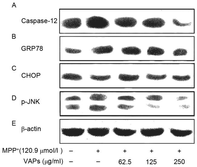 Caspase 12 Antibody in Western Blot (WB)