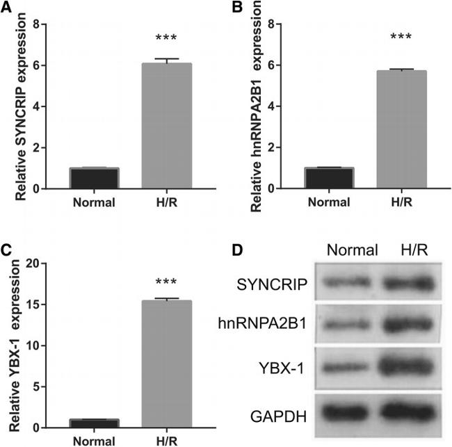 HnRNP Q Antibody in Western Blot (WB)