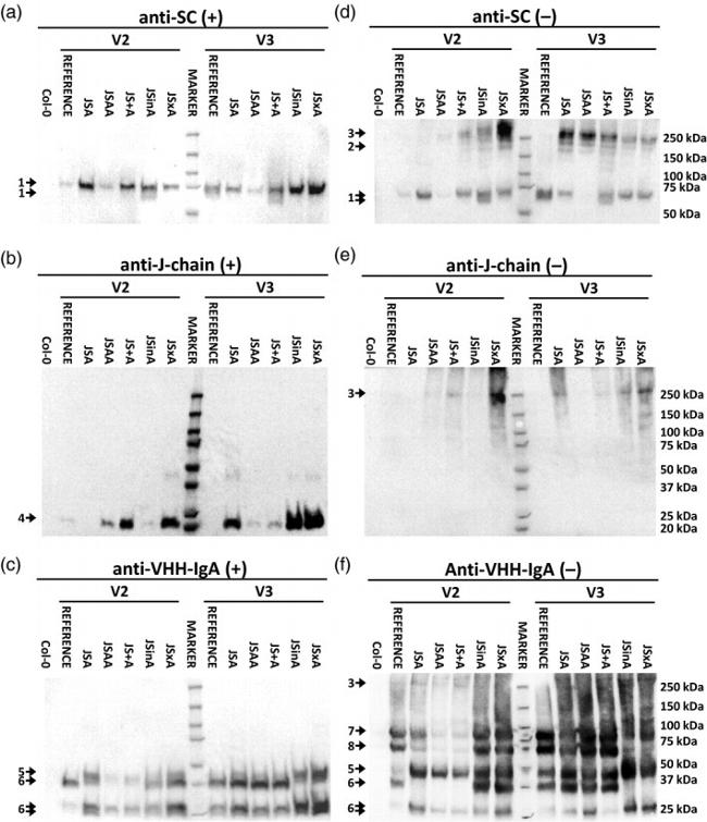 J Chain Antibody in Western Blot (WB)