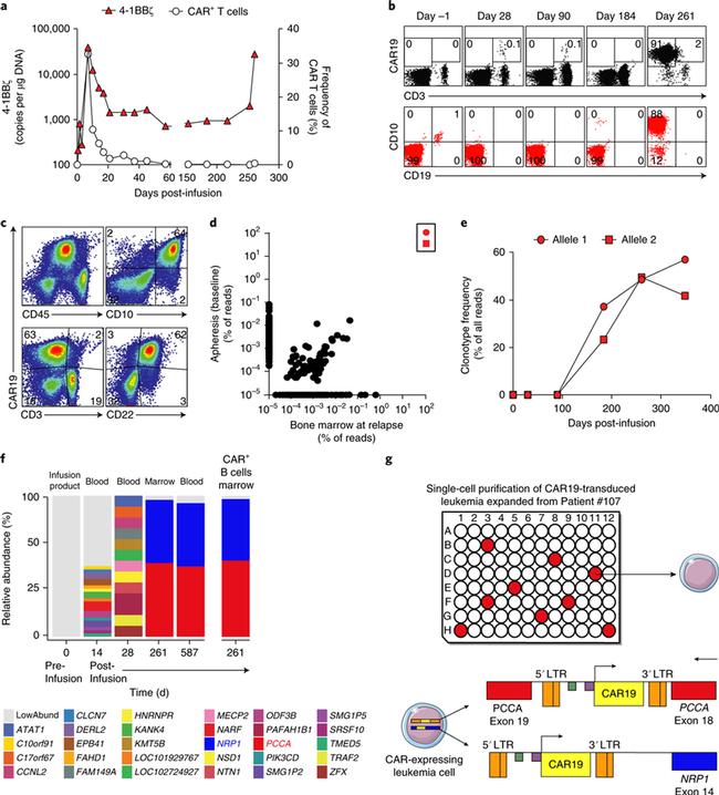 CD22 Antibody in Flow Cytometry (Flow)