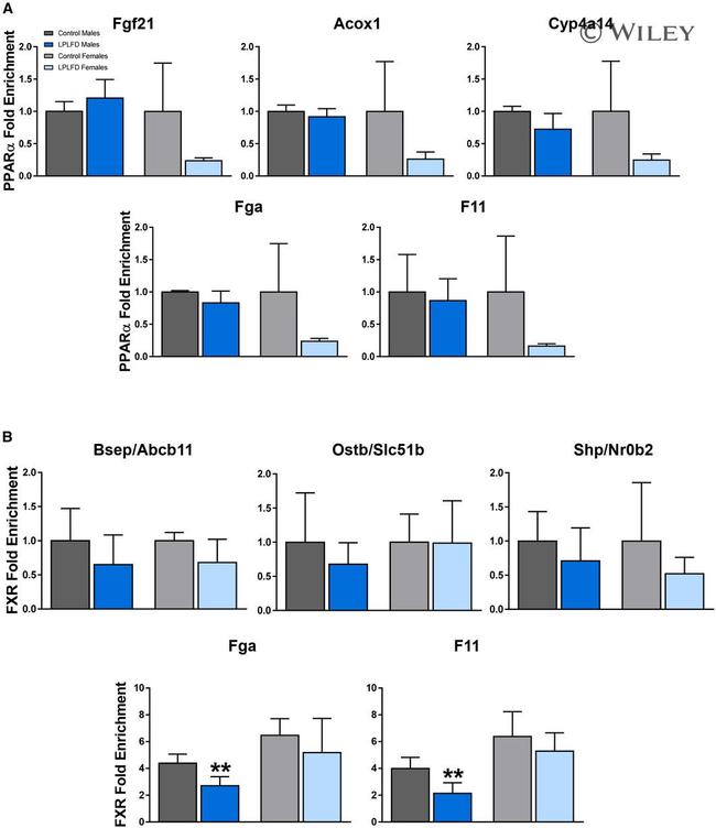 PPAR alpha Antibody in ChIP Assay (ChIP)